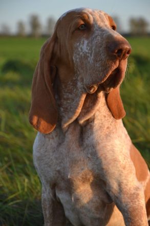 Braccoitaliano Welpen di Witigenove