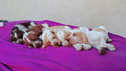 Braccoitaliano Welpen di Witigenove