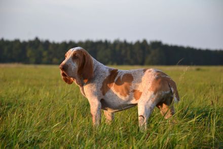 Braccoitaliano Welpen di Witigenove