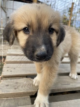 Goku, geb. ca. 08/2022, lebt in GRIECHENLAND, auf einer privaten Pflegestelle