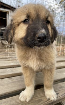 Goku, geb. ca. 08/2022, lebt in GRIECHENLAND, auf einer privaten Pflegestelle