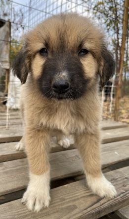 Goku, geb. ca. 08/2022, lebt in GRIECHENLAND, auf einer privaten Pflegestelle