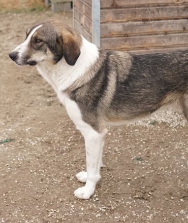 Dios, geb. ca. 05/2022, lebt in GRIECHENLAND, im städt. Tierheim Serres