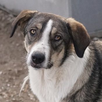 Dios, geb. ca. 05/2022, lebt in GRIECHENLAND, im städt. Tierheim Serres