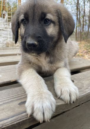 Cosy, geb. ca. 08/2022, lebt in GRIECHENLAND, auf einer privaten Pflegestelle