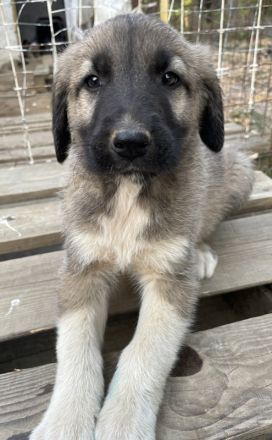 Cosy, geb. ca. 08/2022, lebt in GRIECHENLAND, auf einer privaten Pflegestelle