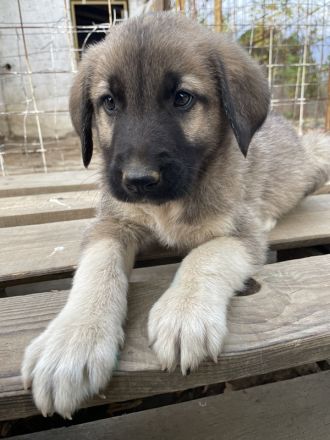 Cosy, geb. ca. 08/2022, lebt in GRIECHENLAND, auf einer privaten Pflegestelle