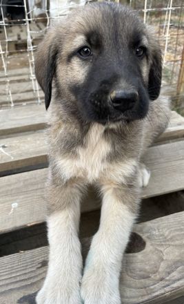 Cosy, geb. ca. 08/2022, lebt in GRIECHENLAND, auf einer privaten Pflegestelle