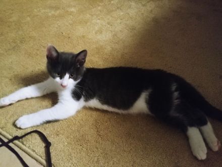 2 zuckersüße Kitten - Babykater