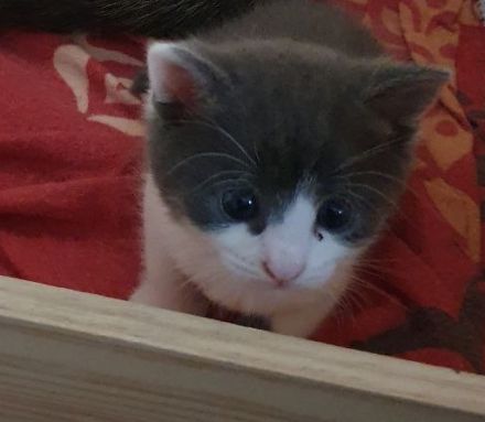 2 zuckersüße Kitten - Babykater