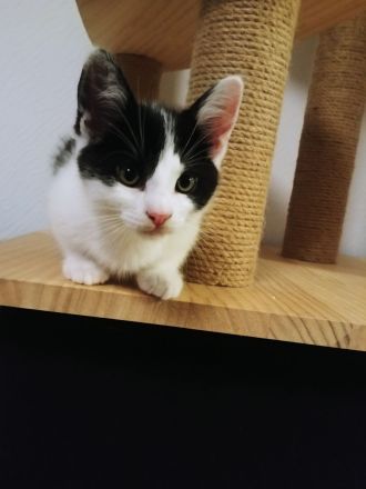 2 zuckersüße Kitten - Babykater