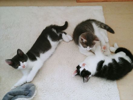 2 zuckersüße Kitten - Babykater