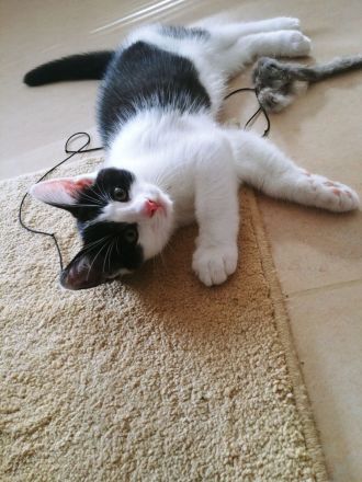 2 zuckersüße Kitten - Babykater