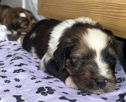 Wäller Welpen suchen ein passendes liebevolles Zuhause