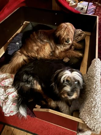 Wäller Welpen suchen ein passendes liebevolles Zuhause