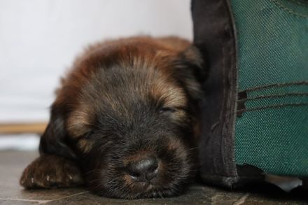 Wäller Welpen suchen ein passendes liebevolles Zuhause