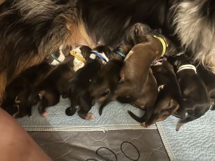 Wäller Welpen suchen ein passendes liebevolles Zuhause