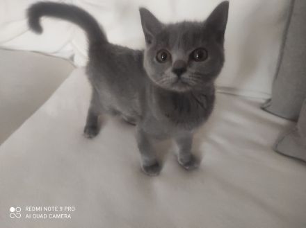 3 BKH Kitten , 2 Graue + 1 Schwarze