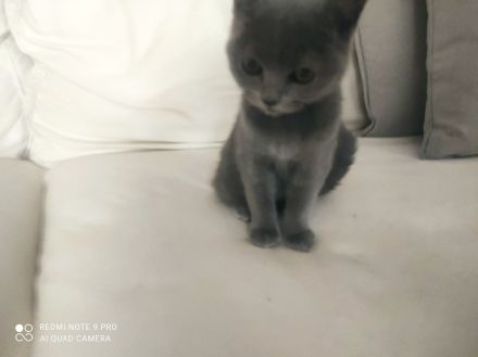 3 BKH Kitten , 2 Graue + 1 Schwarze