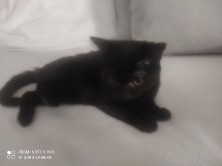 3 BKH Kitten , 2 Graue + 1 Schwarze