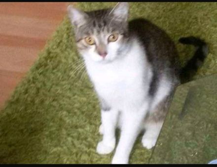 Katzendame und Kater suchen ein neues liebevolles Zuhause