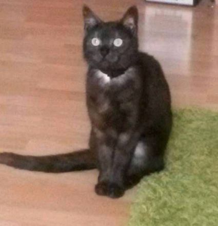 Katzendame und Kater suchen ein neues liebevolles Zuhause