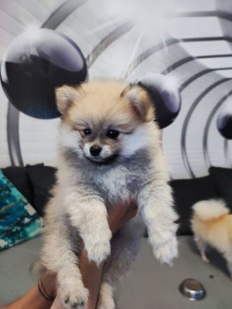 Zwergspitz (Pomeranian)  Welpen