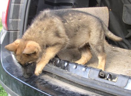 Deutsche Schäferhund Welpen mit Pap.