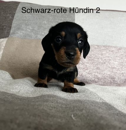 Siviwonder Turnbeutel Mit Rauhhaardackel Motiv - Baumwolle, 37x46 Cm