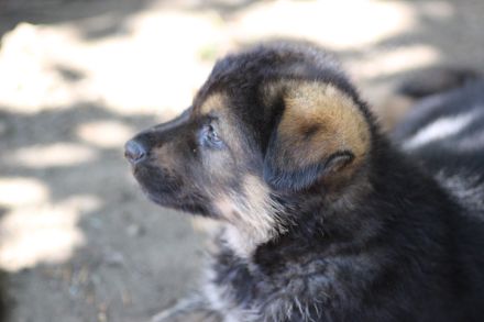 5 kleine Entdecker möchten in die große Welt