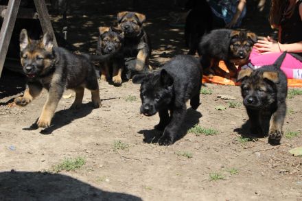 5 kleine Entdecker möchten in die große Welt