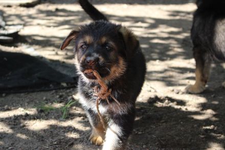 5 kleine Entdecker möchten in die große Welt