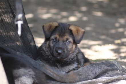 5 kleine Entdecker möchten in die große Welt