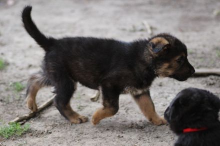 5 kleine Entdecker möchten in die große Welt