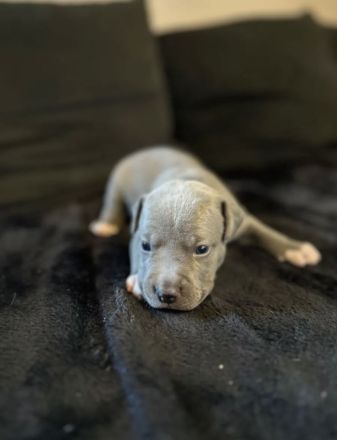 American Staffordshire Terrier / XL Bully Welpen