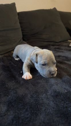 American Staffordshire Terrier / XL Bully Welpen