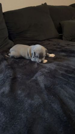 American Staffordshire Terrier / XL Bully Welpen