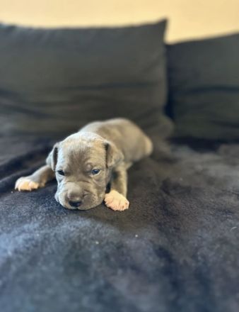 American Staffordshire Terrier / XL Bully Welpen