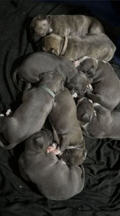 American Staffordshire Terrier / XL Bully Welpen