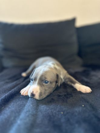 American Staffordshire Terrier / XL Bully Welpen