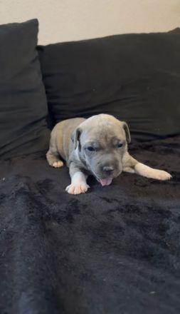 American Staffordshire Terrier / XL Bully Welpen