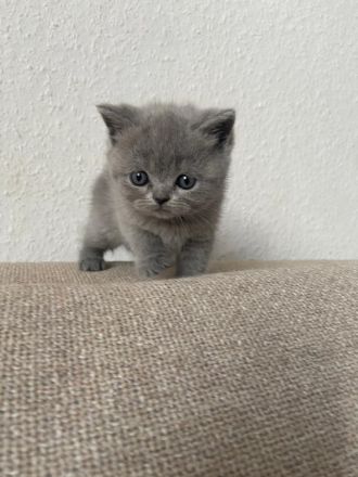 BKH Kitten