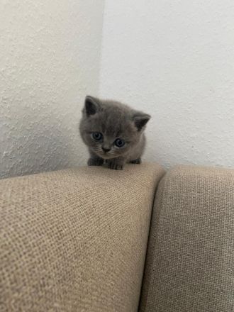 BKH Kitten