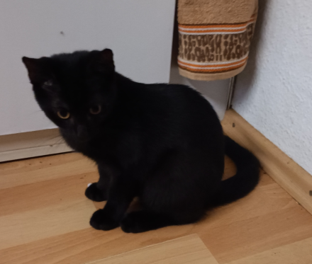Kater sucht neues Zuhause