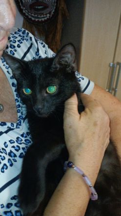 Katzenkinder suchen neues Zuhause