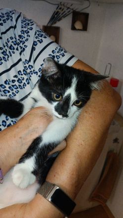 Katzenkinder suchen neues Zuhause