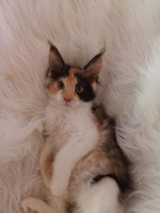 Maine Coon mit Stammbaum