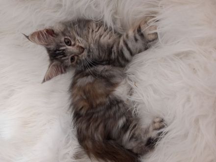 Maine Coon mit Stammbaum