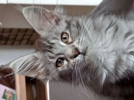 Maine Coon mit Stammbaum