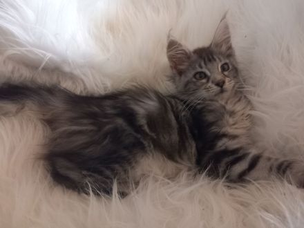 Maine Coon mit Stammbaum